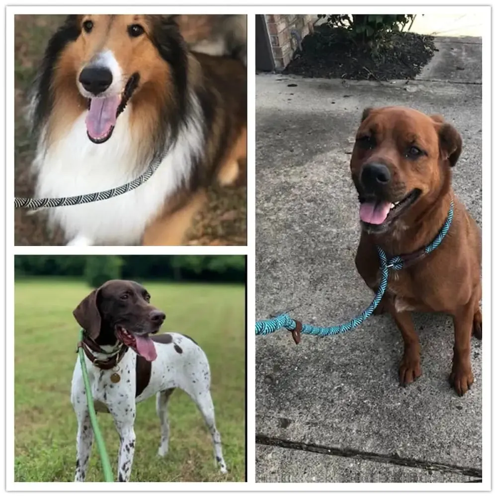 2 in 1 Durable Comfortable Adjustable Loop Pet Harness Leash for Small, Medium, and Large Dogs